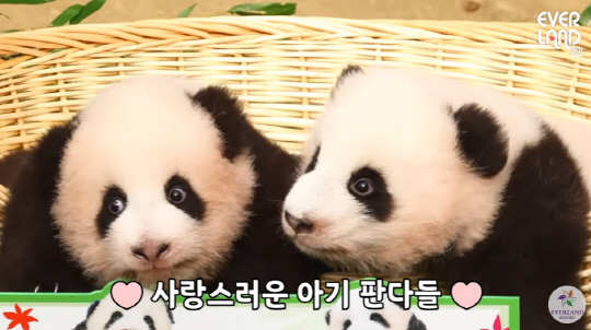 에버랜드 유튜브 영상 속 루이바오와 후이바오. 해당 영상 캡처